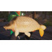 Fishing Sim World: Pro Tour + The Catch: Carp & Coarse