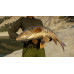 Call of the Wild: The Angler™ — Silver Fishing Bundle