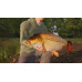 Fishing Sim World®: Pro Tour - Giant Carp Pack