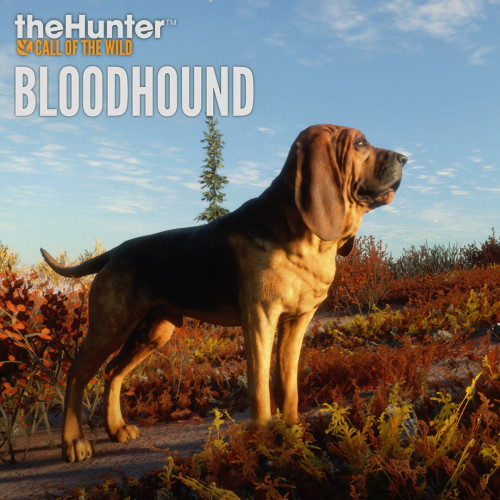 theHunter: Call of the Wild™ - Bloodhound